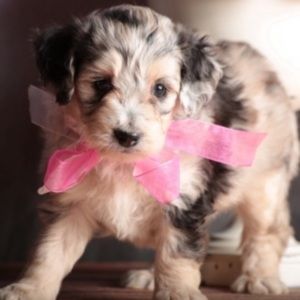 Dooney & Bourke All-Weather Leather R45 Kilty